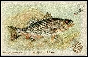 21 Striped Bass